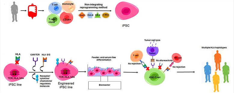 Generation of iPSC-derived off-the-shelf tumor-specific T cells.